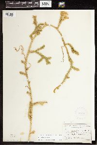 Lycopodium clavatum image