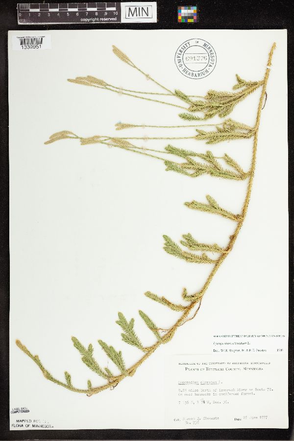 Lycopodium clavatum image