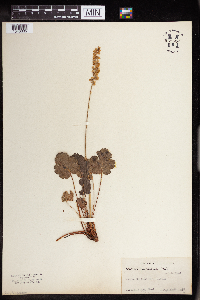 Heuchera flabellifolia image