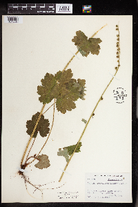 Tellima grandiflora image