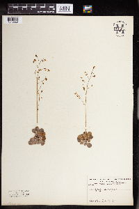 Image of Saxifraga cuneifolia