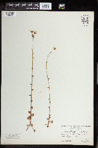 Image of Saxifraga bulbifera