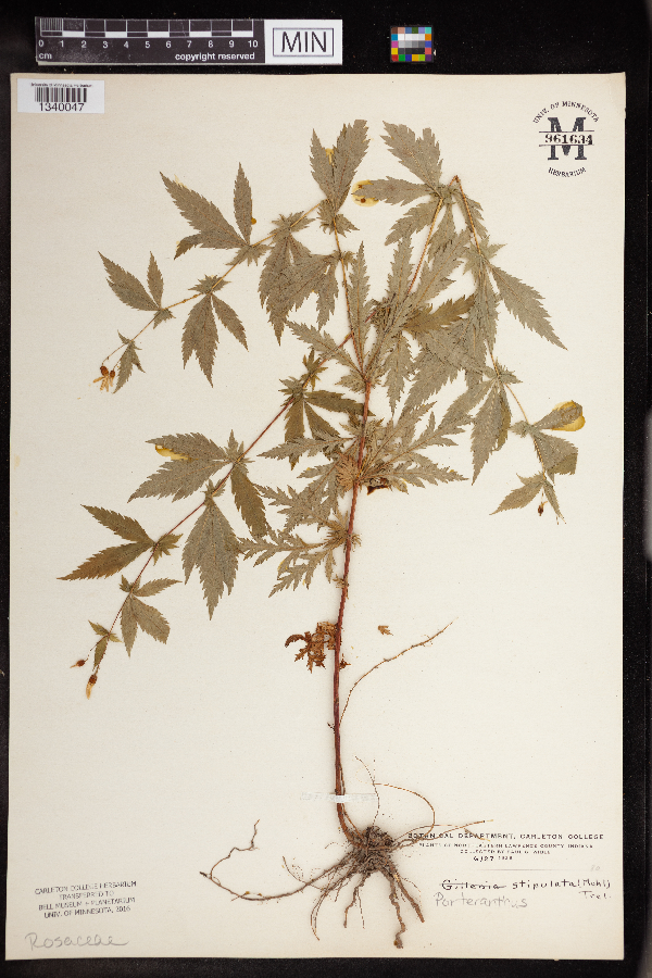 Gillenia stipulata image