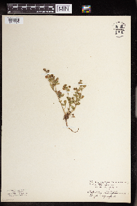 Potentilla norvegica image