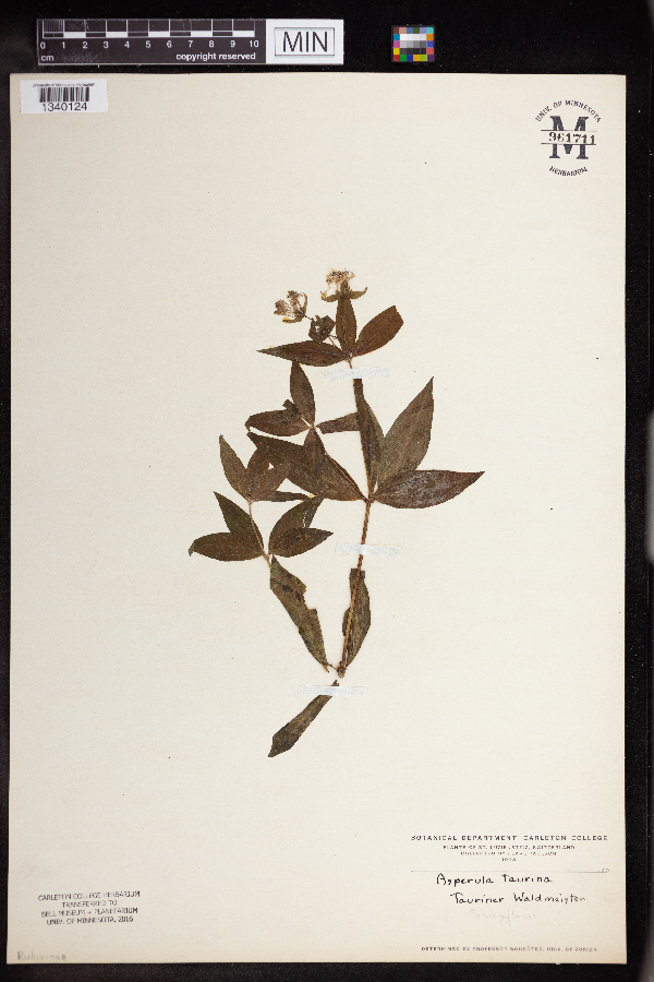 Asperula taurina image