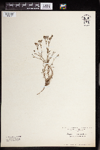 Asperula cynanchica image