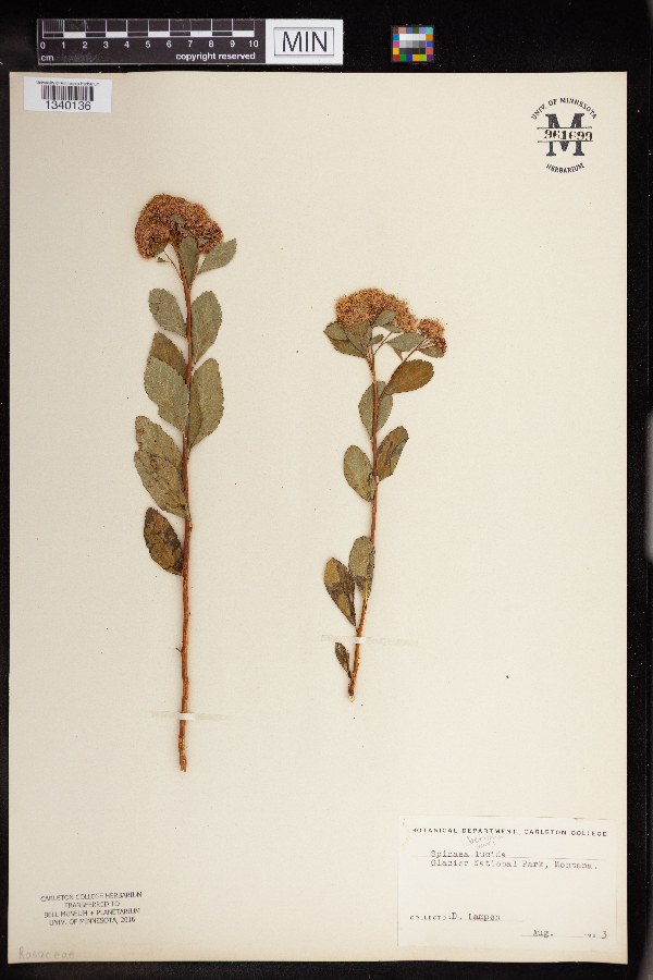 Spiraea betulifolia var. lucida image