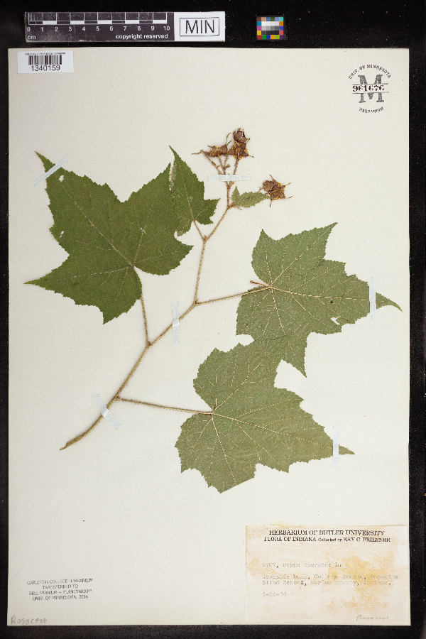 Rubus odoratus image