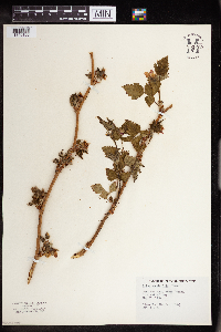 Rubus spectabilis image