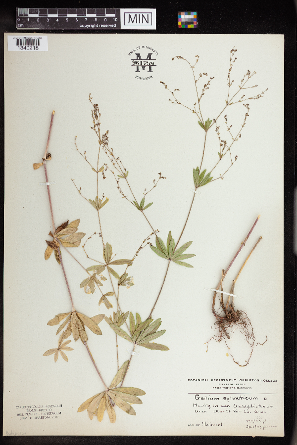 Galium sylvaticum image