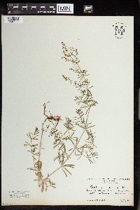 Image of Galium lucidum