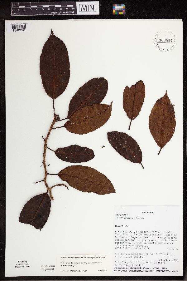 Ficus costata image