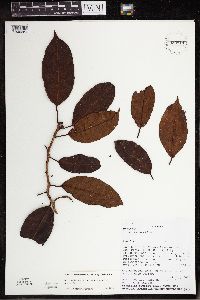 Image of Ficus costata