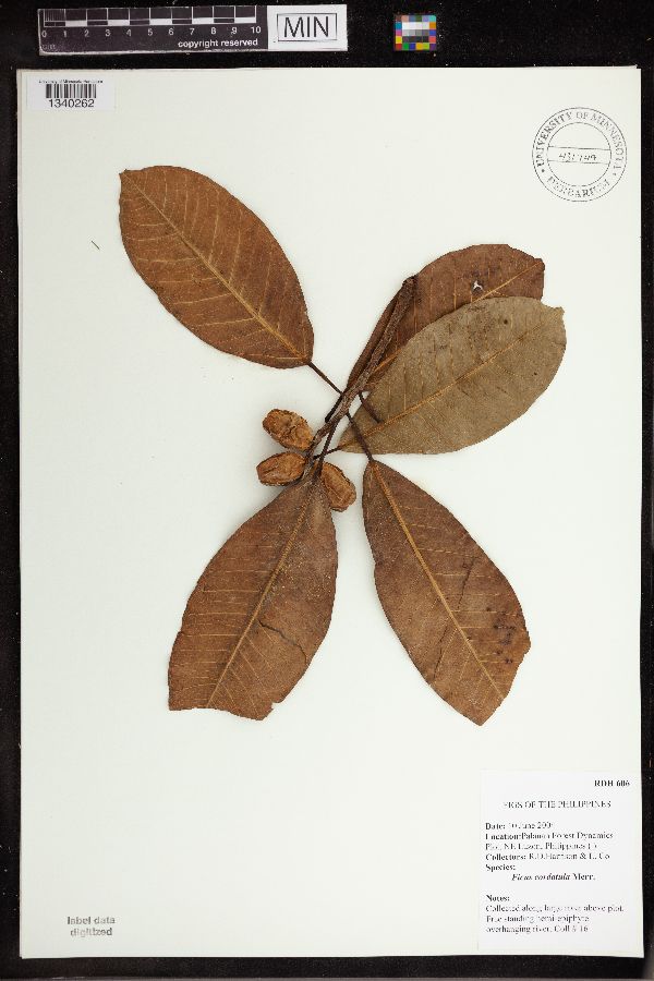 Ficus cordatula image