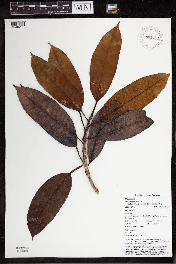 Ficus chrysolepis image