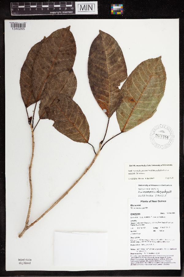 Ficus chrysolepis image