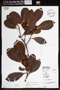 Image of Ficus callophylla