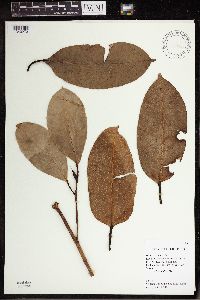 Image of Ficus balete