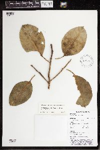 Image of Ficus archboldiana