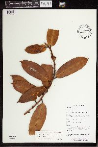 Ficus acamptophylla image