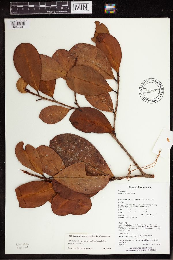 Ficus tristanifolia image