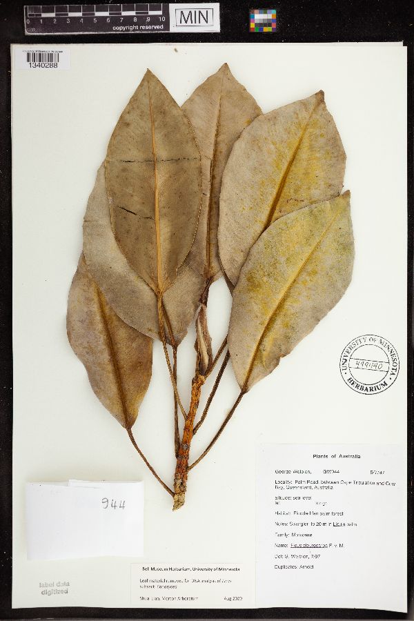Ficus pleurocarpa image