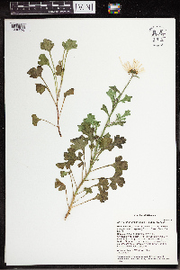 Chrysanthemum arcticum subsp. arcticum image
