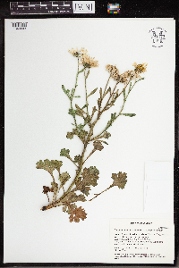 Chrysanthemum arcticum image