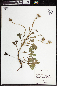 Arctanthemum arcticum subsp. arcticum image