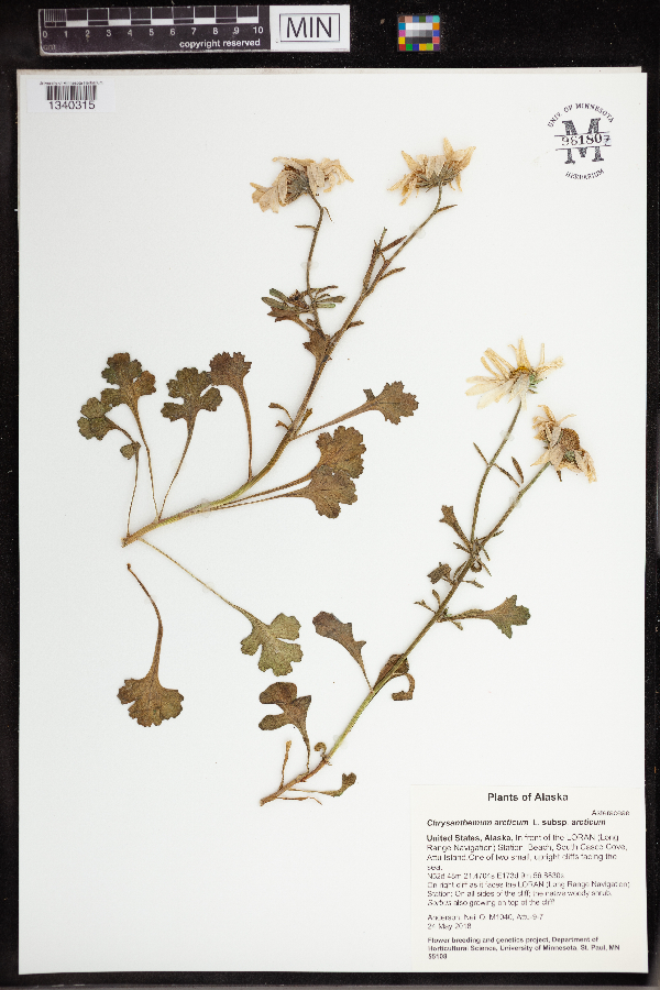 Chrysanthemum arcticum image