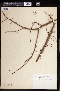 Ulmus alata image