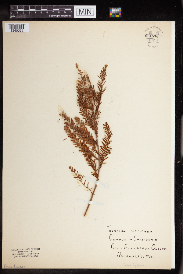 Taxodium image