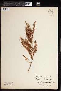 Image of Taxodium distichum