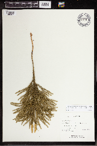 Dendrolycopodium dendroideum image