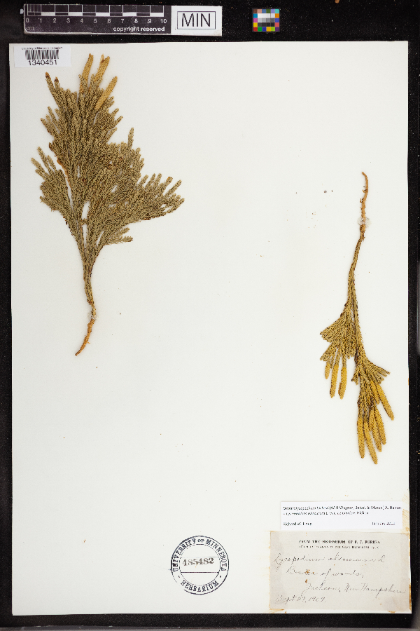 Dendrolycopodium hickeyi image