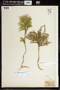 Image of Lycopodium obscurum