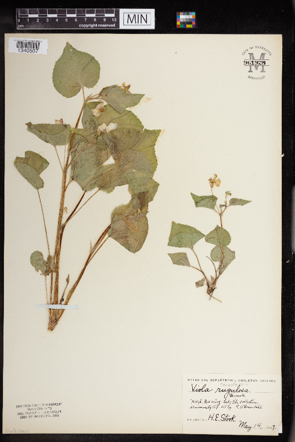 Viola canadensis image