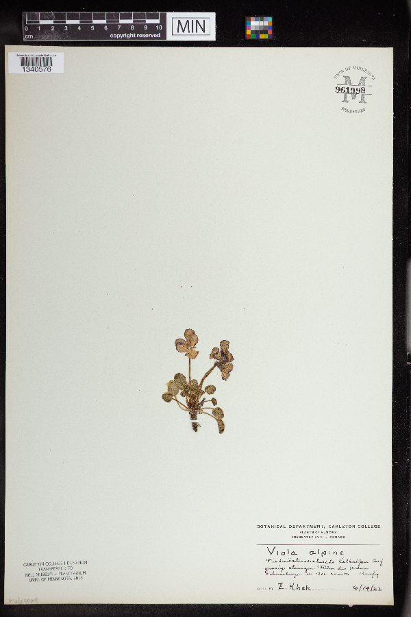 Viola alpina image