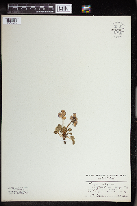 Image of Viola alpina