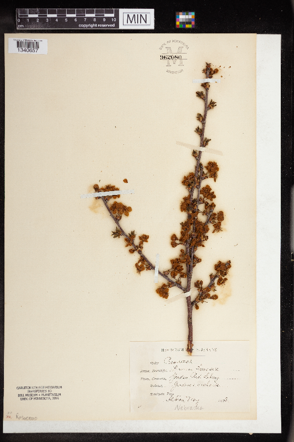 Prunus cerasus image