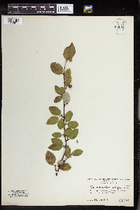Cotoneaster integerrimus image