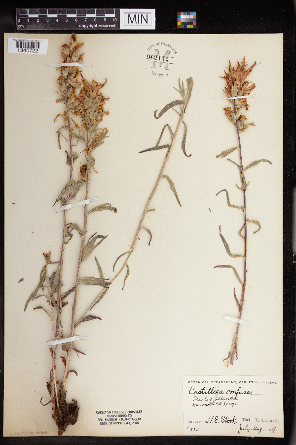Castilleja confusa image