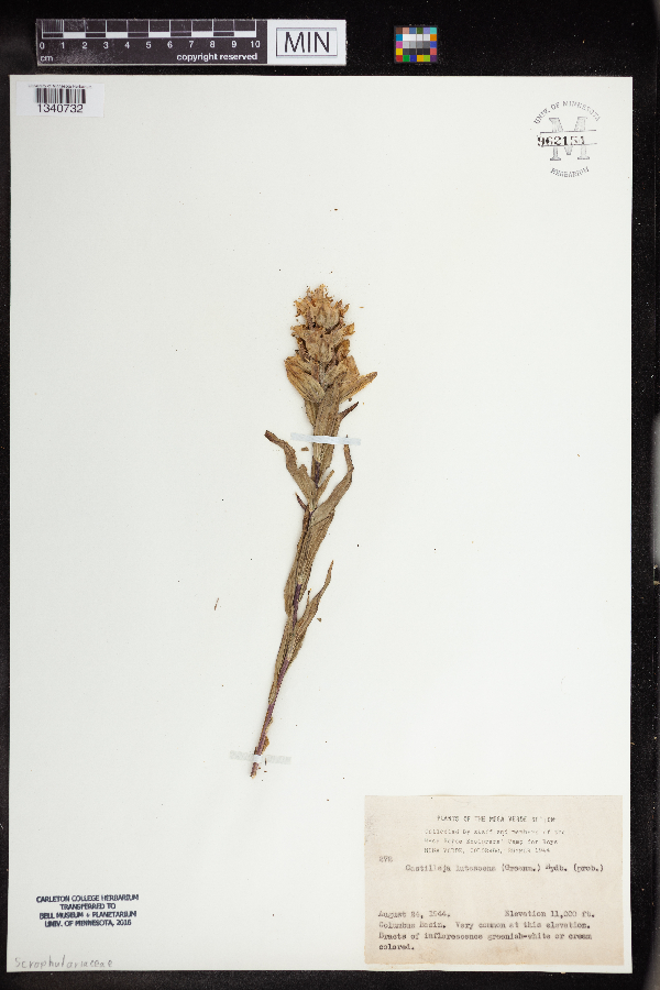 Castilleja lutescens image