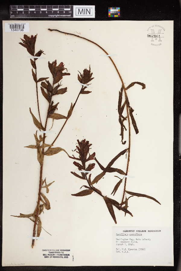 Castilleja parviflora image