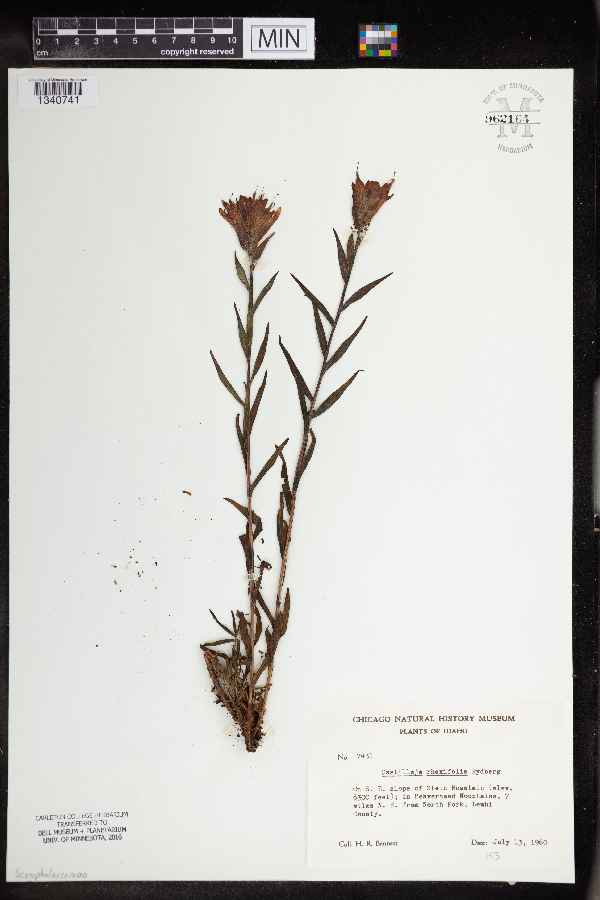 Castilleja rhexiifolia image