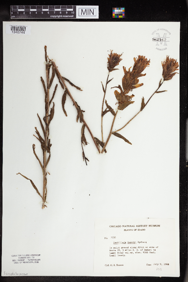 Castilleja tweedyi image