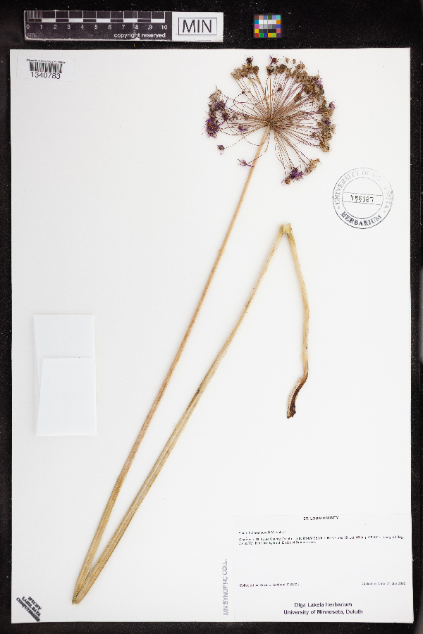 Allium hollandicum image