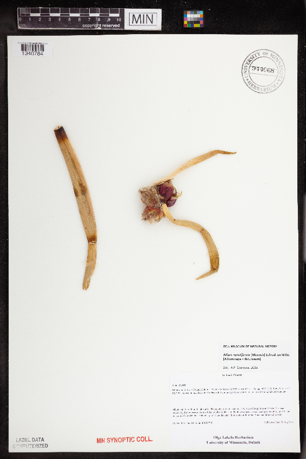 Allium x proliferum image