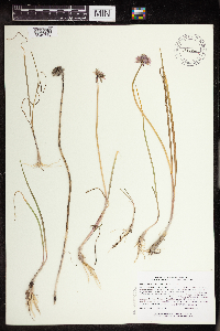 Image of Allium schoenoprasum