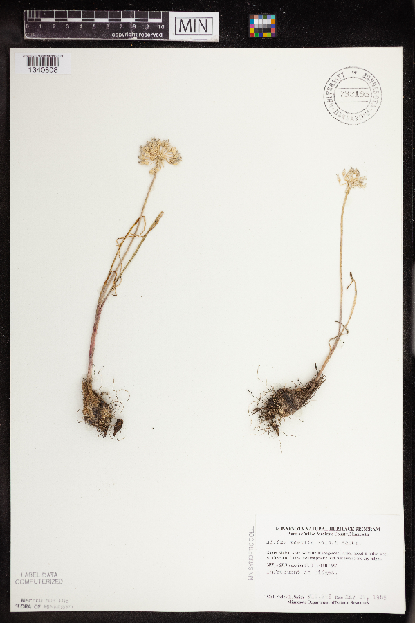 Allium image